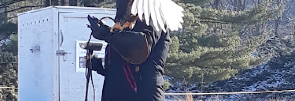 Shepaug Eagle Viewing