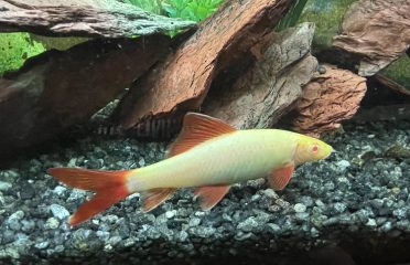 Brookfield Pets