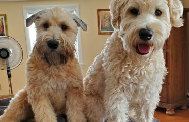 CT Country Wheatens, Goldendoodles and Whoodles