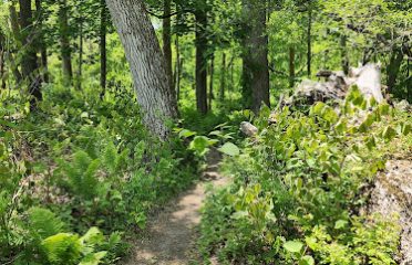 River Road Preserve White Trail