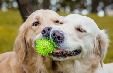 Crane Hollow Goldens