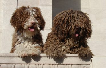 Duendes Kennel