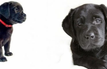 Barefoot Labradors of Killingworth