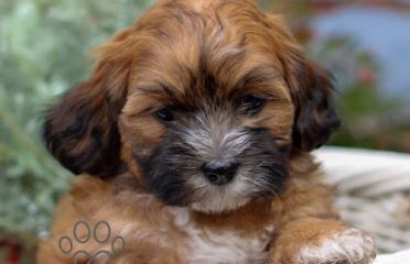 Shih Tzu Puppies