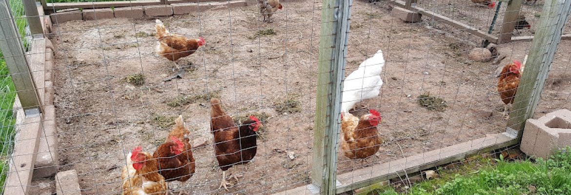 Phoenix Farm