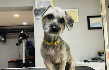 Affordable Pet Grooming