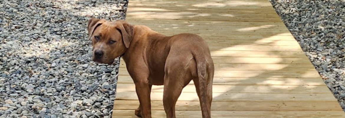 DWOODS’ KENNELS