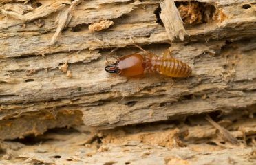 Ed Lavery & Sons Pest Control LLC