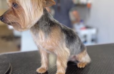 All About The Dog