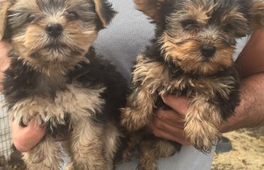 Pecks Puppies