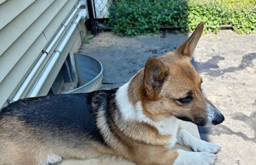 Bittersweet’s Farm Corgis