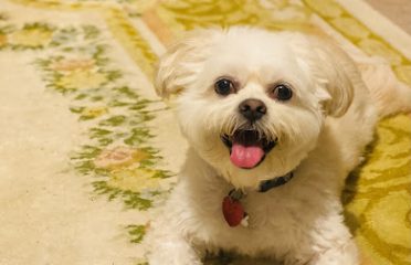 Ash Creek Animal Hospital & Spa