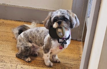 Holy Shih-Tzu LLC