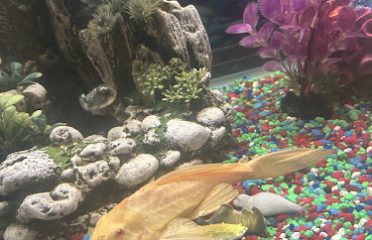 DANAQUA LIVE FISH