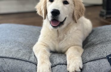 Aly’s Golden Retrievers