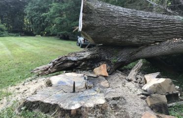 Tree Man