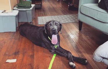 Dog Star Rescue