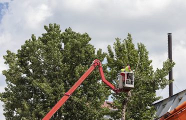 Arbor Care Specialists