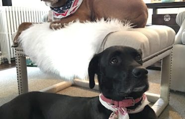 Countryside Veterinary Hospital