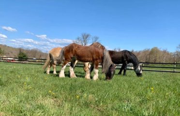 Connecticut Draft Horse Rescue