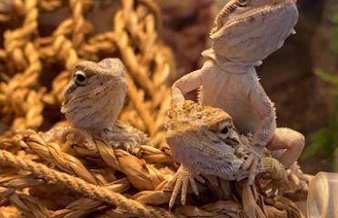 Exotic Fish & Reptiles