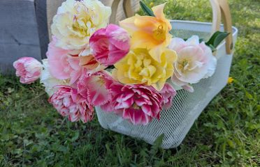 Blooms of Lost Acres