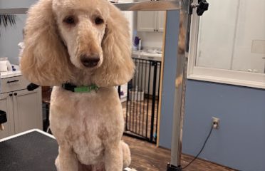 Head To Tail Dog Grooming