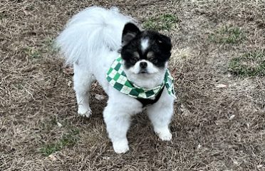 Fur-Ever Friends LLC