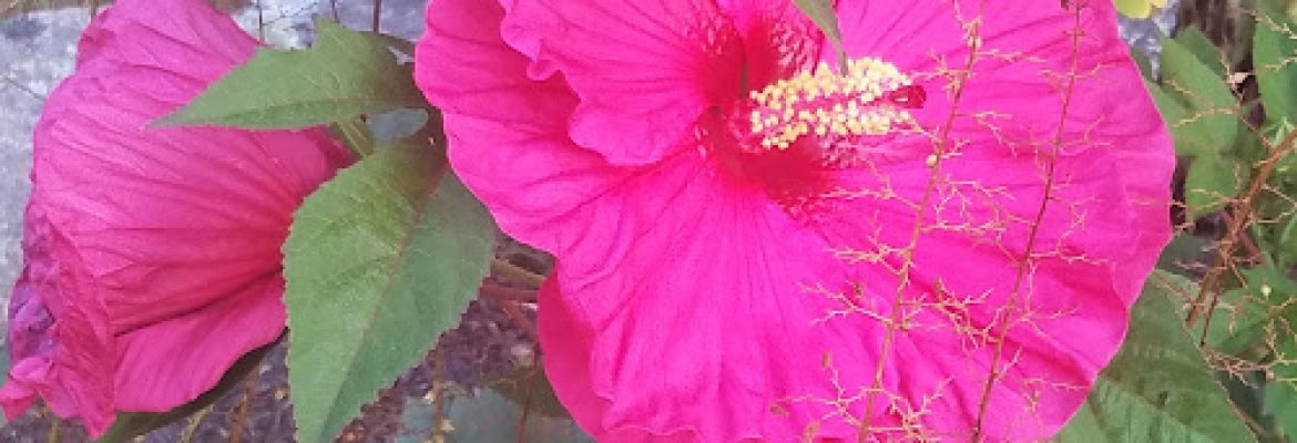 Stewart’s Landscape & Lawn Cr