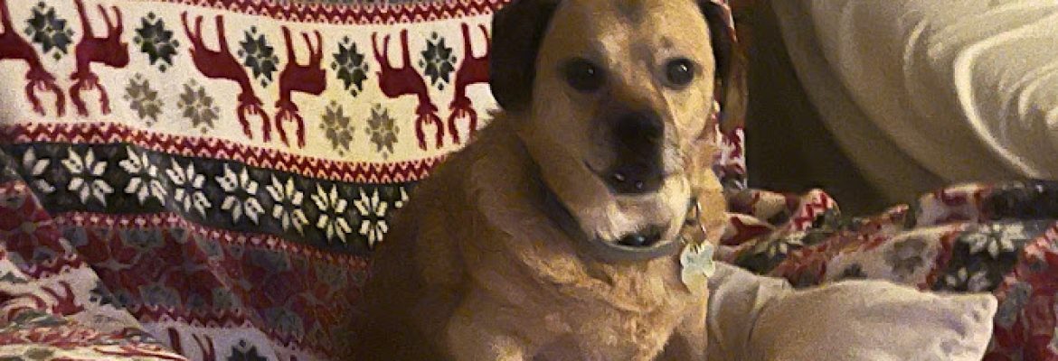 Intuitive Pet Care and Training, LLC