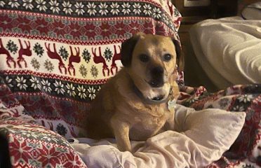 Intuitive Pet Care and Training, LLC