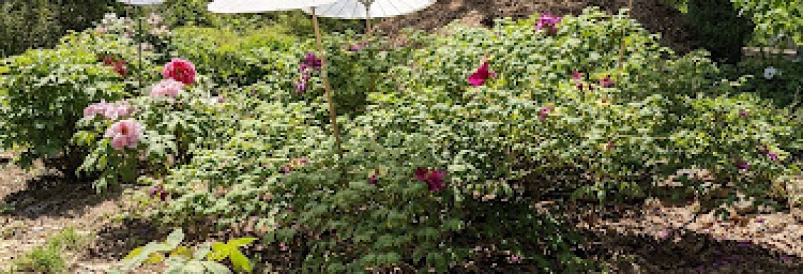 Cricket Hill Garden