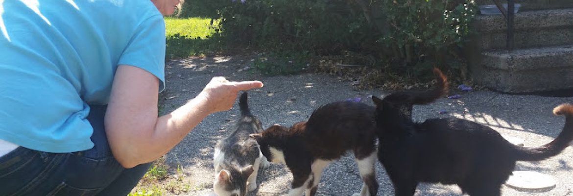 Greater New Haven Cat Project