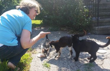 Greater New Haven Cat Project