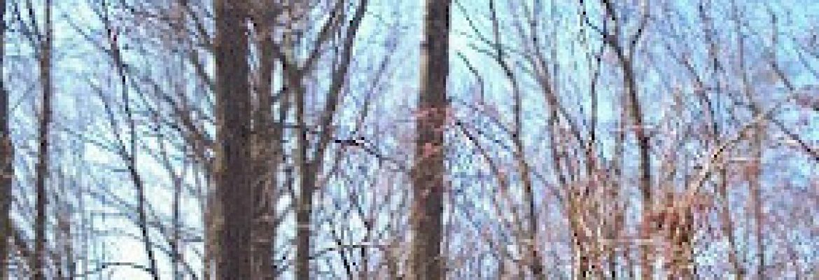 Quality Tree Care LLC