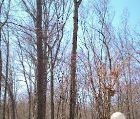 Quality Tree Care LLC