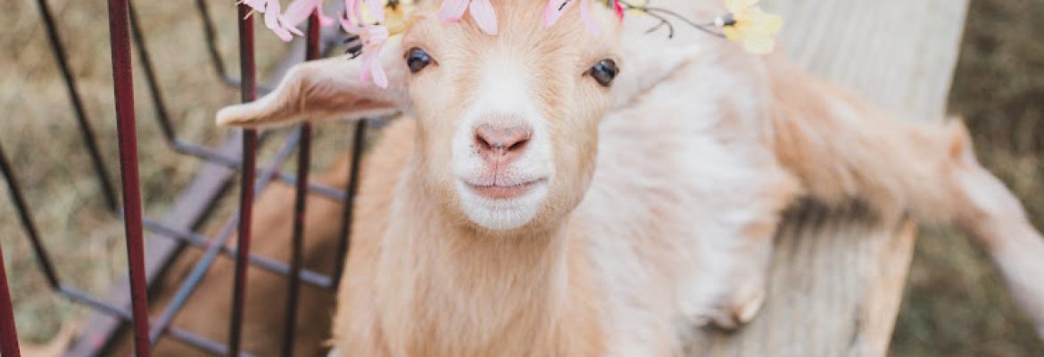 Kingdom Kids Farm