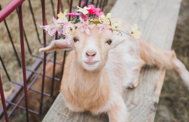 Kingdom Kids Farm