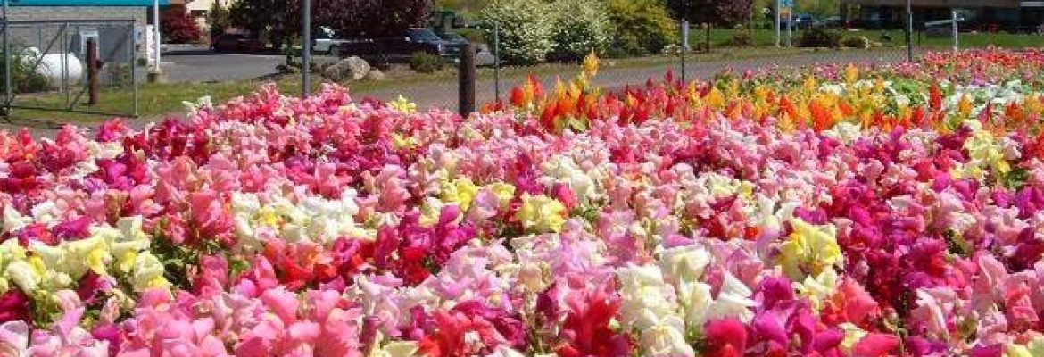 Al’s Landscaping & Nursery