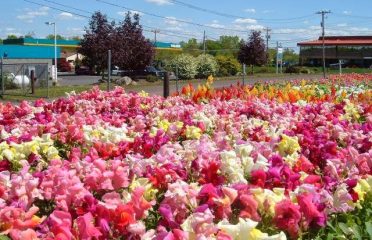 Al’s Landscaping & Nursery