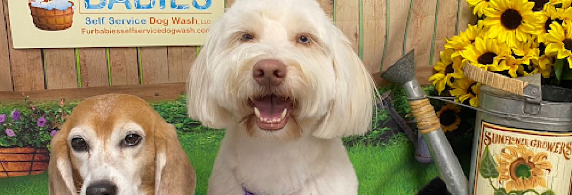 Fur Babies Self Service Dog Wash,LLC & Dog Grooming