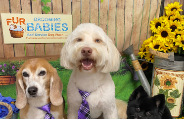 Fur Babies Self Service Dog Wash,LLC & Dog Grooming