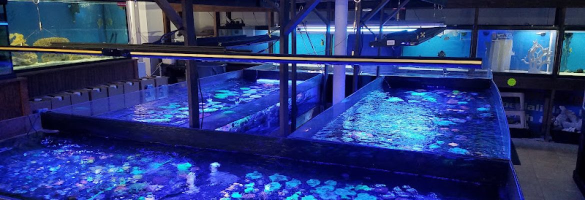 Exotic Fish & Corals