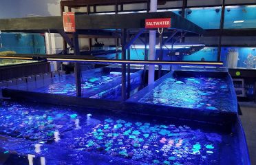 Exotic Fish & Corals