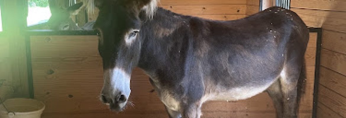 Donifer Farms Donkey and Eeyore Museum