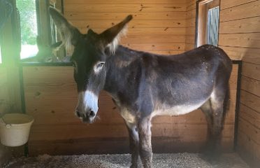 Donifer Farms Donkey and Eeyore Museum