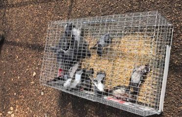 Pro Bird Control Hartford