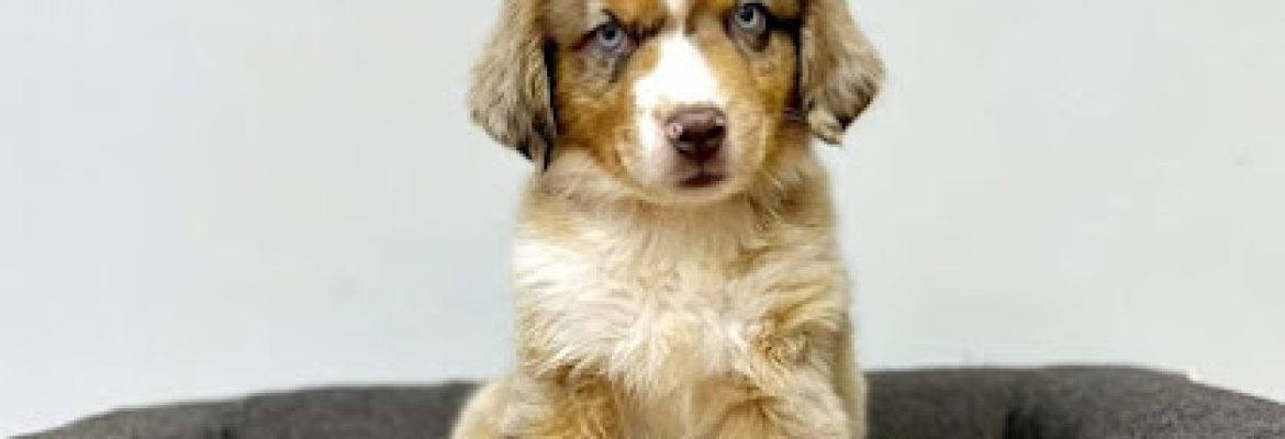 CT Breeder