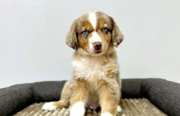 CT Breeder