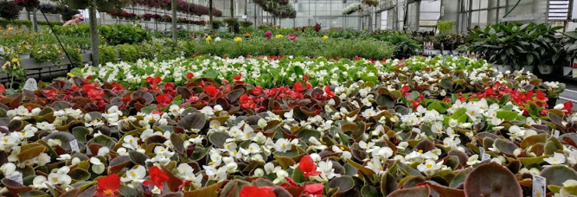 Brierwood Nurseries